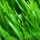 Plantae